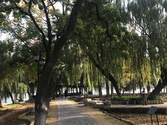 -羊山湖公园