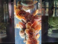-广东中医药博物馆