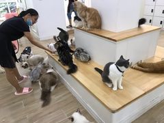 -李小姐の猫咖啡馆(五角场店)