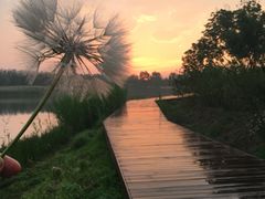-东郊湿地公园