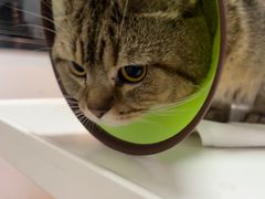 -御宝贝·A梦猫科宠物医院(国际猫友好医院)