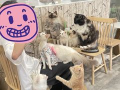-楼上猫咖(罗湖店)