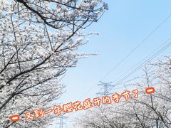 -高东镇樱花园