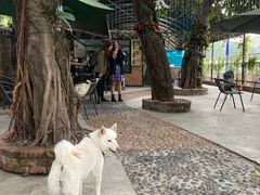 -柴犬高等学院·狗咖·柴犬售卖·宠物训练