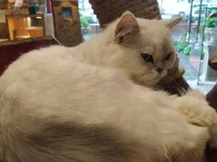 -more than meow吴止猫主题餐厅(承德 中船汇店)