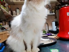 -猫色咖啡·猫咖