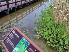 -宁波杭州湾国家湿地公园
