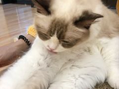 -momokira米努特·德文卷毛猫·棉花面纱犬
