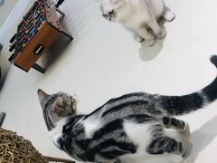 -飞行喵MR PILOT|猫舍·猫咖(静安大融城店)