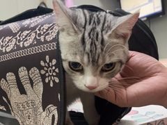 -伟伟宠物医院·瑞派猫友好医院·猫科(光谷店)