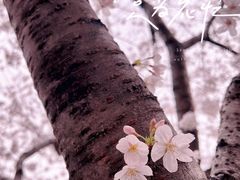 -永乐路-路侧停车场