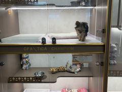 -翊宠yipet猫狗购宠庄园犬舍•猫舍