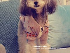 -八公叔叔宠物美容连锁(春申店)