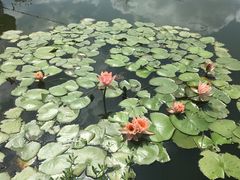 -同銮特种养殖场·龙虾垂钓