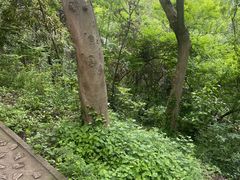 -上海佘山国家森林公园天马山园