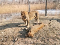 -北京野生动物园