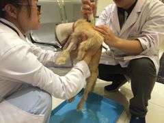 -创凡宠物医院·骨专科  猫科中心(西乡分院)