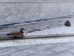 -飞跃加拿大