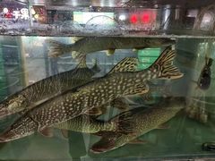 -煲来饱去冷水鱼