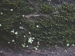 -武侯墓风景区