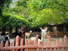 -上海野生动物园