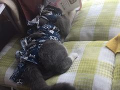 -美联众合动物医院(·中兽医·疑难杂症·严家桥分院)