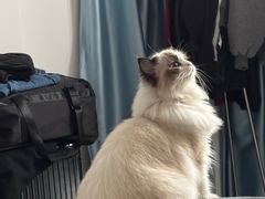 -宠物星动物医院·眼科·异宠·猫科(江南大道总院)