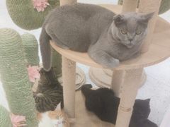 -喵园·猫主题咖啡厅·撸猫·猫咖(国贸店)