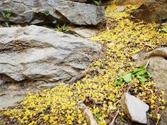 -北京鹫峰国家森林公园