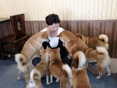 -柴源莊·柴小宠柴犬咖啡