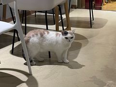 -藏猫猫咖啡主题馆(中央大道店)
