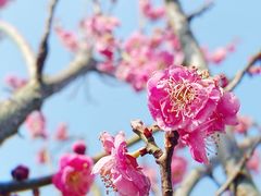 -梅花山(明孝陵内)