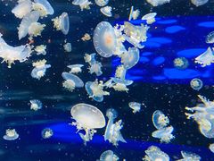 -太平洋海底世界