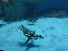 -海合安武汉极地海洋公园