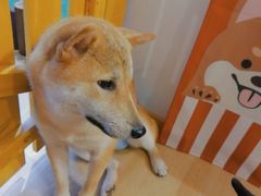 -南京Hallo宠物乐园·哈罗犬舍·柴犬繁育基地