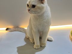 -COLOR PETS 撸猫馆·购猫·猫咖(长风大悦城店)