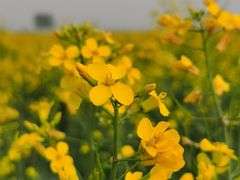 -汉长安城未央宫国家考古遗址公园