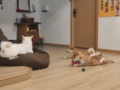 -南京Hallo宠物乐园·哈罗犬舍·柴犬繁育基地