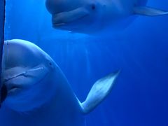 -多彩贵州城极地海洋世界