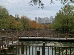 -五缘湾湿地公园