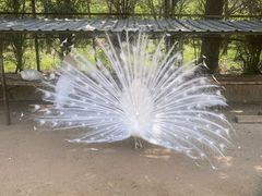 -秦皇岛野生动物园