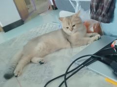 -lincat·猫舍(广州店)