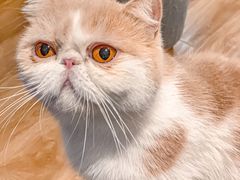 -滚猫咖啡·猫咖·猫友好撸猫(未来城店)