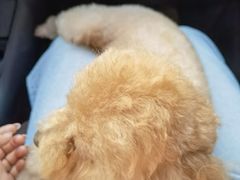 -哈尼爱宠·宠物生活会馆