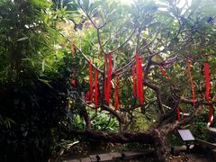 -小洲村
