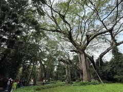 -瑞丽独树成林风景区