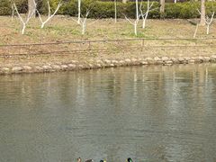 -合肥滨湖国家森林公园