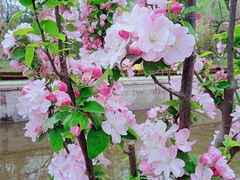-海棠花溪(元大都城垣遗址公园)