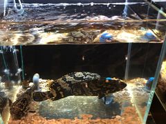 水产区-璞御·海鲜·雪花牛肉局(宾水西道店)
