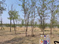 -天津东丽湖风景区